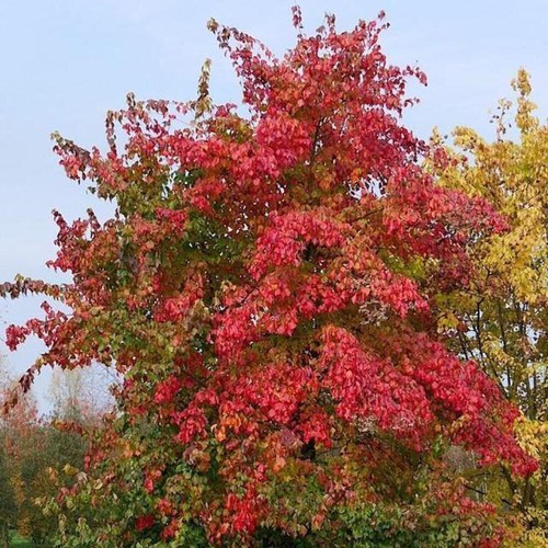 Acer buergerianum acero - buergerianum,